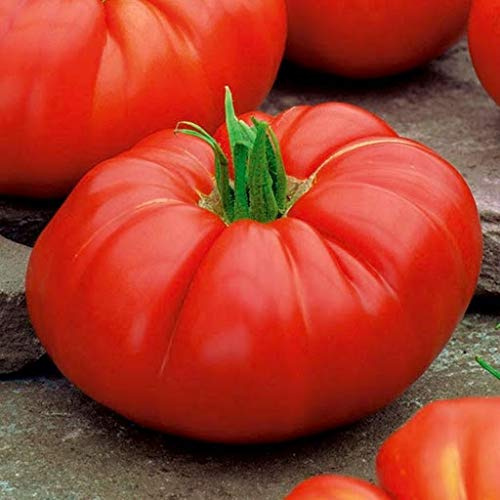 Park's Whopper verbesserte F1-Hybrid-Tomatensamen – schöne, große, leckere rote Tomate (25 – Samen)