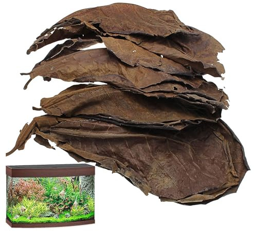 Catappa-Blätter, Mandelblätter, indische Mandelblätter, Garnelen-Aquarium-Pflege, niedrigerer pH-Wert für Garnelen, Betta-Fische, um den pH-Wert zu senken und die Wasserqualität zu verbessern, 10
