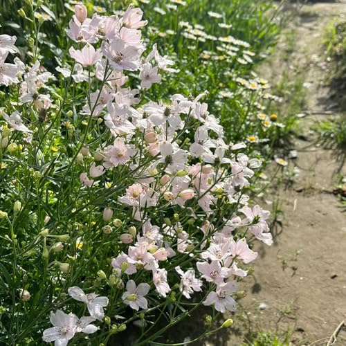 rittersporn, delphinium balkonpflanzen winterhart, blumenwiese hochbeet steingartenpflanzen winterhart blumenwiese 80samen