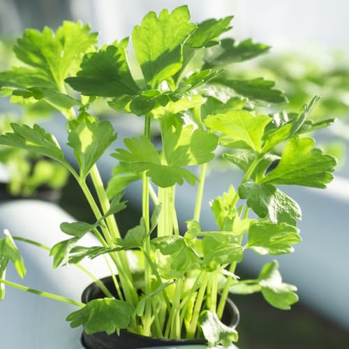 Semillas de apio, apio, Apium graveolens, balcón de perennes resistentes 100pcs