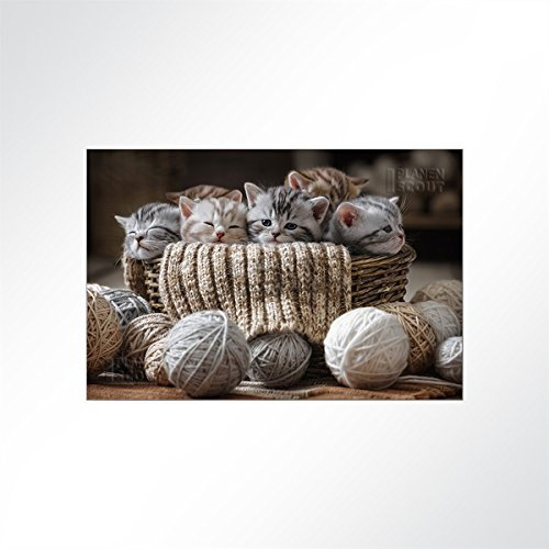 LYSEL® Absorberbild - Katzenbabys beim Kuscheln 50x50x5,5cm - Akustikbild Schallschlucker mit 50mm Schaumstoff aus Basotect® G+