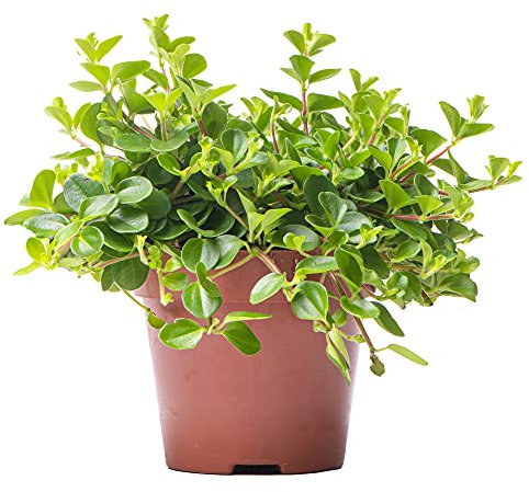 Peperomia rotundifolia - Trailing Jade - Indoor Houseplant for Home or Office - Potted Hanging Plants for Small and Large Spaces - Green Foliage Leaves (20-30cm Incl. Pot)