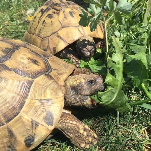 Schildkröten Futterpflanzen Mischung als Saatgut fürs Gehege 30.000 Samen für ca 40 m² mit Löwenzahn Spitzwegerich Kornblume - Kräutermischung aus 28 Arten für Landschildkröten