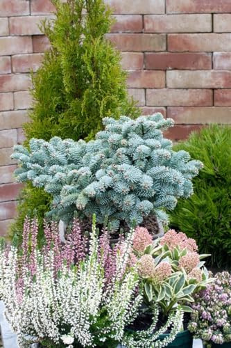 Edeltanne Abies procera Wiesmoornixe 20-25 cm immergrün winterhart | Blaugrüne Nadeln, kompakter Wuchs, sonnig bis halbschattig, für Garten und Kübel, robust und langlebig
