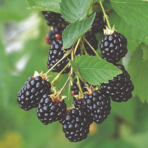 BlackBerry (Rubus) Navaho – Thornless Upright Fruit Bush with Sweet Juicy Berries, Perfect for Gardens & Allotments – Mid-Season Harvest – 2X 2 Litre Pots by Thompson and Morgan