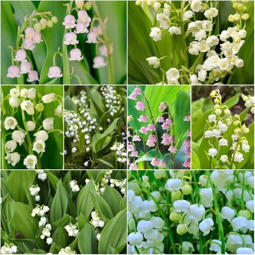 Comprar bulbos de lirio de los valles - interior resistente rocalla para jardín interior resistentes decoración bulbos lirio los valles Decoración balcones: 20pcs