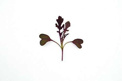 JustSeed - Microgreens - Baby Leaves - Mustard Red Lace - 50 Grams Seeds