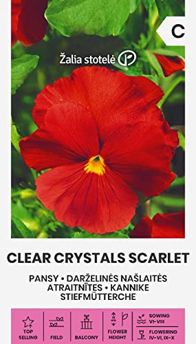 Zalia stotele | PENSÉE DES JARDINS - CRISTAUX CLAIRS SCARLET des Graines | Graines de Fleurs | Graines de Plantes | Graines de Jardin | 1 Paquet