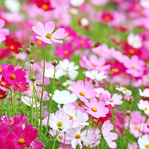 Cosmos Pink White, Red Mix Wildflower Attracting Butterflies & Bees in Hanging Baskets UK 10g