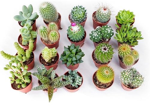 Set Mix di 30 Succulente Senza Spine e Cactus Veri, Vaso 5,5cm - Mini Piantine da Interno ed Esterno - Piante Ideali per Scrivania, Casa e Ufficio - Le piantine variano in base alla disponibilità