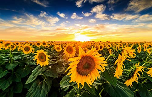 Kinderpuzzle 500 Teile, natürliche Schönheit, Sonnenblumen, Sonnenuntergang, 52 x 38 cm