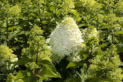 Rispenhortensie Hydrangea paniculata Hercules 40-60 cm winterhart | Grosse weisse Rispen, sonnig bis halbschattig, ideal fuer Garten und Terrasse, lange Bluetezeit, bienenfreundlich