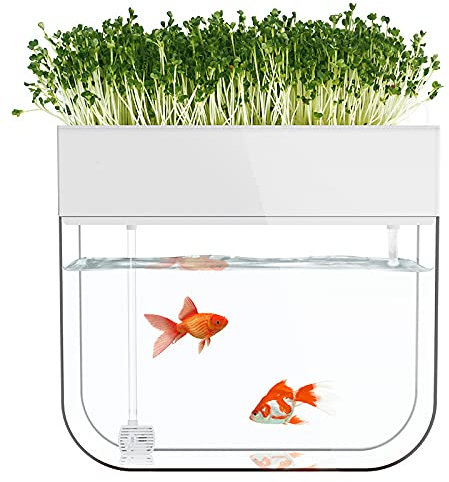 SIQI kleines ökologisches Aquarium, selbstreinigendes Aquarium, das Nahrung anbaut, Mini-Aquaponik-Ökosystem (großartiges Gartengeschenk & Familienprojekt)