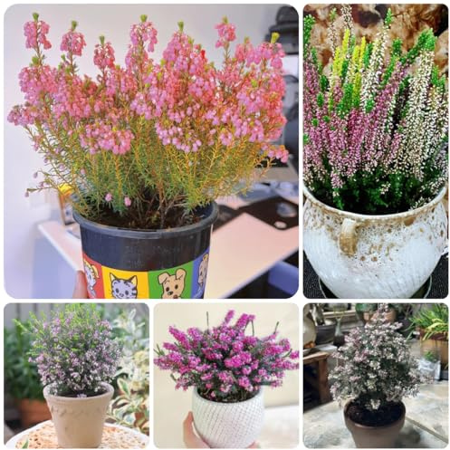 semillas de brezo - resistentes, adornos organicas, para balcon variedades antiguas, primavera Balcón 25pcs