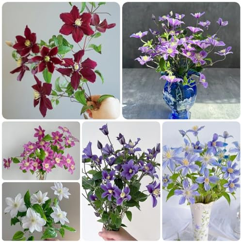 clematis winterhart mehrjährig zwiebeln - klematis - flowers decoration, zimmerpflanzen blumenzwiebeln clematis knollen, blumen zwiebeln, minigarten geschenke für gartenfreunde, 6pcs