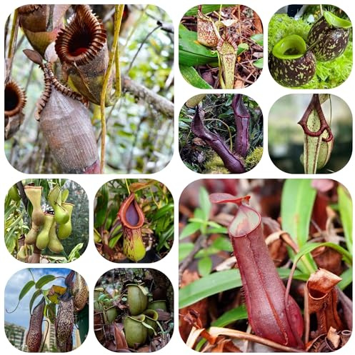 nepenthes-kannenpflanze fleischfressende, pflanzensamen gartendeko für draußen, balkonpflanzen winterharte 250samen