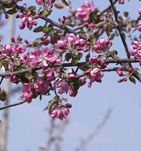 Hochstamm Zierapfel Dark Rosaleen 80-100cm - Malus Hybride - lebende Gartenpflanze aus den Baumschulen