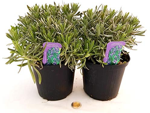 POWERS TO FLOWERS - LAVANDA ANGUSTIFOLIA 2 PIANTE, vaso 14cm, piante vere