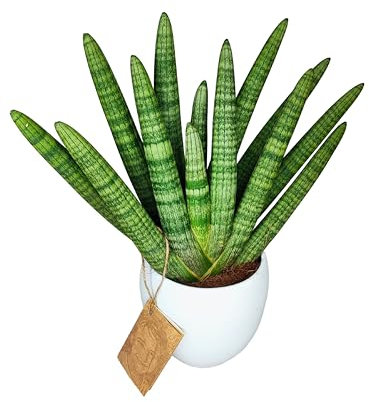 I GIARDINI DI GIULIA - Sansevieria Cylindrica Swasdi, Pianta Vera in vaso di ceramica da 16 cm diametro, Altezza pianta 45 cm, pianta per interni resistente