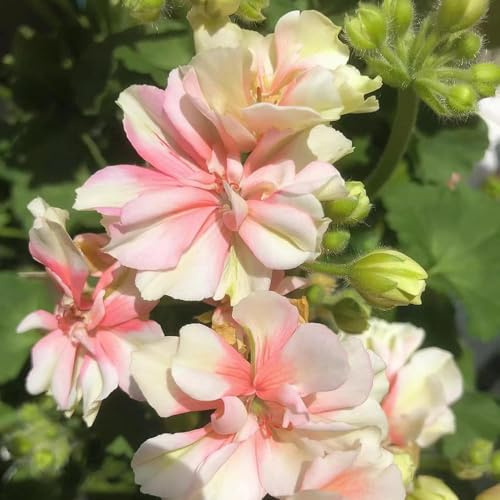 geranien hängend - kräutergarten topfpflanzen garten blumenwiese frühlingsblumen dachbegrünung winterharte für balkon 250samen