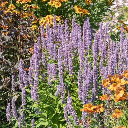 Bloomique - Juego de 6 - Agastache Blue Fortune - Dropplant - Floración abundante - Atrae abejas y mariposas - Resistente al invierno - Perenne - 10-20 cm de alto - Maceta de 9 cm