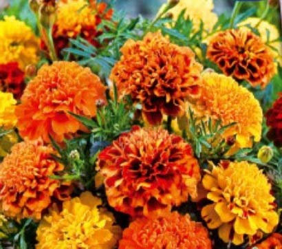 Pcs - 165x Samtblume Bonita Mix Tagètes Semences Jardin Plantes - Graines K240 - Seeds & Plants Shop by Ipsa