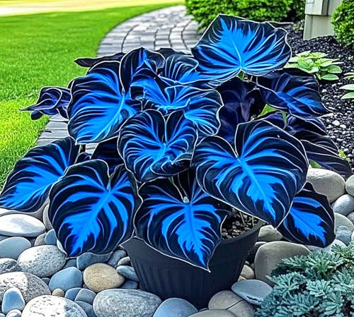 Hostas Plants for Sale,Hostas Mix,Good for Containers Golden Jade Carving Feels Beautiful-8bulbs-B