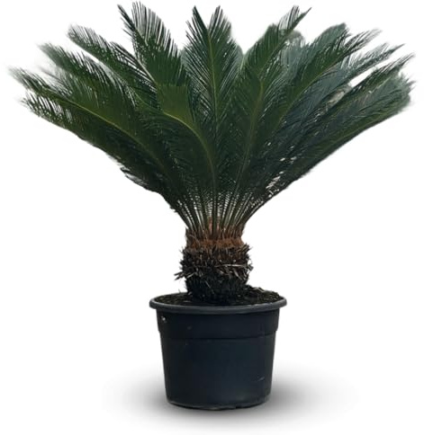 Cycas revoluta - palmier - stip 35-40 cm - 130-150 cm - ⌀ 45 cm - plante d'extérieur