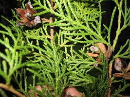 50 pezzi di pianta di Thuja seeda:Seeds only