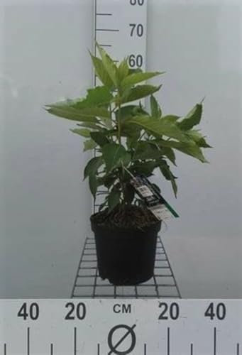 Hydrangea pan. 'Levana'® - Hydrangée Paniculé 40-50 cm en pot