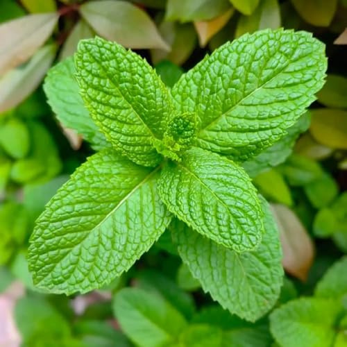 Semi di menta marocchina - esotiche giardino resistenti balcone 1200pcs