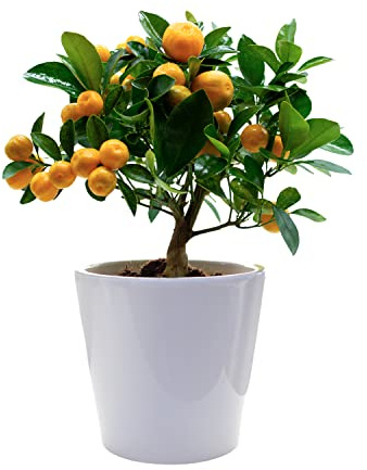 Calamondin – Oranger Nain d’Extérieur – Agrumes Comestibles – Pot de Céramique 14 cm – Plante Vivante