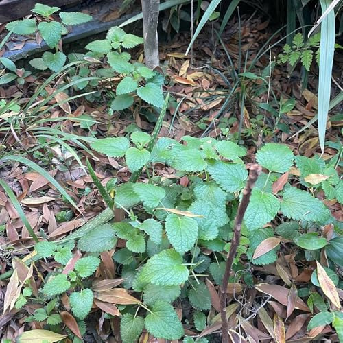 zitronenmelissesamen schnelle anwachsphase gartendekoration 400pcs