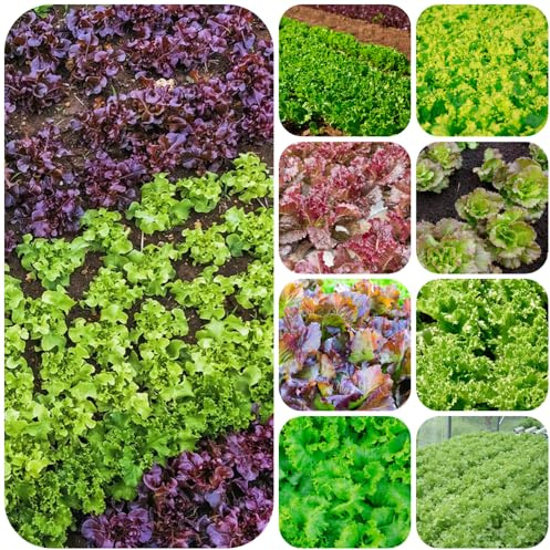 semillas de lechuga - decoración de exteriores lechuga decoración sala estar jardín interior raras interior exóticas jardín rocas 550pcs