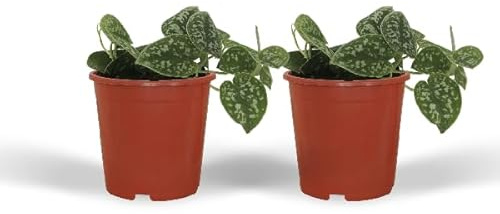 Efeutute – Scindapsus Pictus Epipremnum – Zimmerpflanze – Ø12cm – ca. 15cm hoch – 2 Pflanzen – pflegeleichte Kletter- oder Hängepflanze