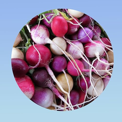 Planète graines - 8 grammes de radis en mélange - environ 750 graines mixtes jaune rouge blanc violet