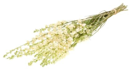 FloristryWarehouse Dried Bunch Natural Delphinium 50cm/20 Inches White