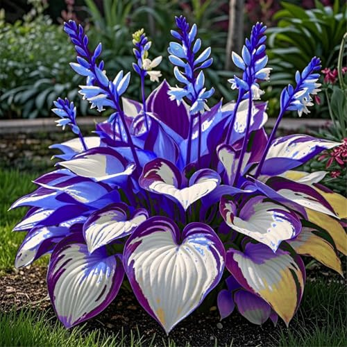 Leicht Anbaubare Funkien-Hosta Dauerwüchsig Winterfest&Prachtvolle Funkien Wurzelstock/Geeignet Für Neueinsteiger/Der Favorit Von Gärtnern-6Rhizome-G