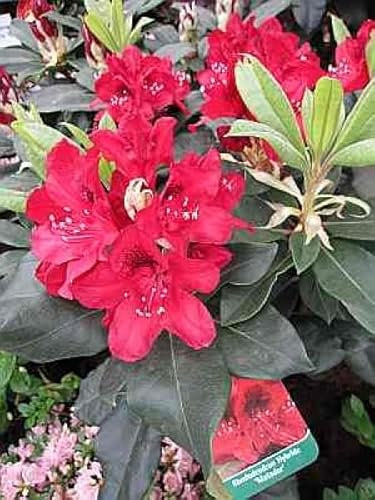 Rhododendron Hybride Matador - Großblumige Alpenrose - 30-40cm