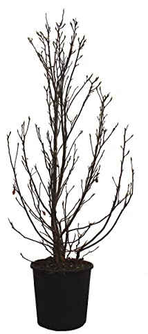 KENTIS - Stern Magnolie - Magnolia Stellata - Blühende Pflanzen für Garten - Echte Balkon Pflanze - Heckenpflanze - Hoch 100-125 cm Topf Ø 30 cm