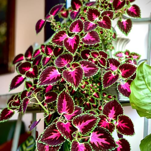 Buntnessel, bio garten Coleus scutellarioides, gartenpflanzen winterhart mehrjährig kübelpflanzen blumensamen pflanzensamen 300Samen