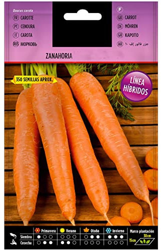 Semillas de Zanahoria para Comer Daucus Carota Semillas Naturales