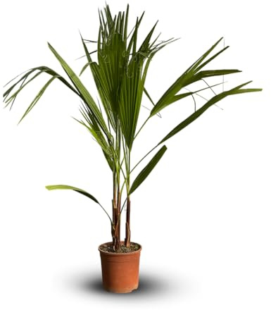 Attitude Jardin - Washingtonia robusta - palmier nain - 110-120 cm - ⌀ 19 cm - plante d'extérieur