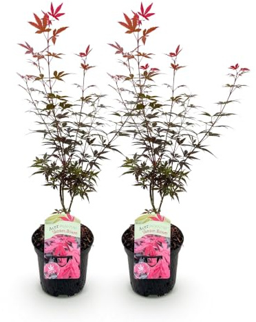 GreenboutiQ - Plante de terrasse - Érable japonais - Acer palmatum Skeetsers Broom - Violet - 2 Plantes - Caduc - Pot 19cm Hauteur 70cm
