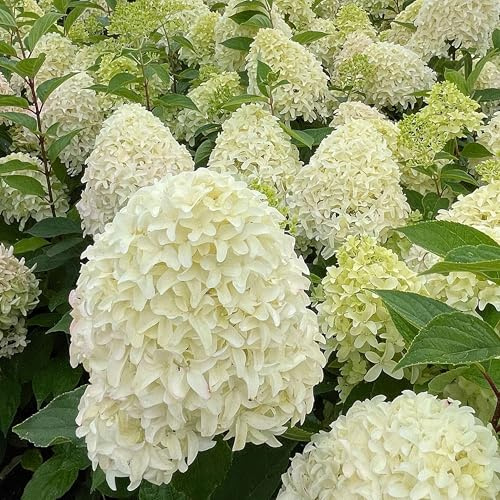 GARTEN SCHLÜTER® Rispenhortensie Skyfall cremeweiß mit rosa Verfärbung am | Neuaustrieb - Hortensie winterhart & mehrjährig - Hydrangea paniculata - 1 Pflanze