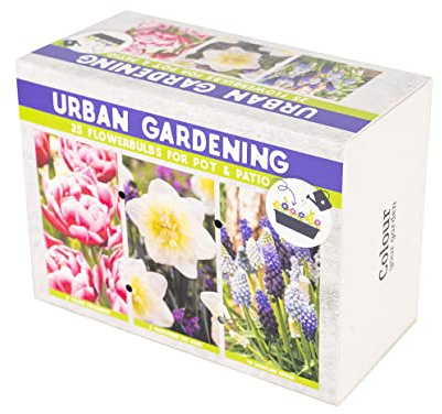 25 Premium Blumenzwiebeln in Geschenkbox - Mehrjährige, winterharte Frühblüher für Garten und Balkon (Urban Gadening Lila)