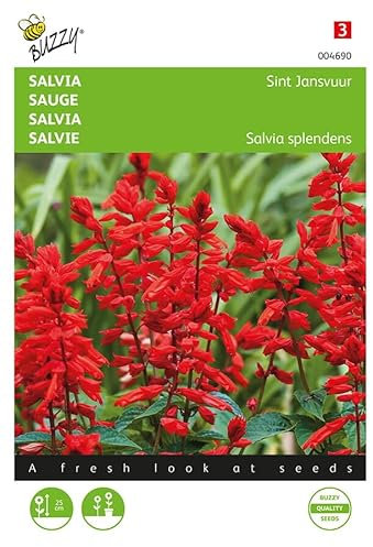 Buzzy Seeds 004690 Salbei Johannisfeuer (Salbeisamen)