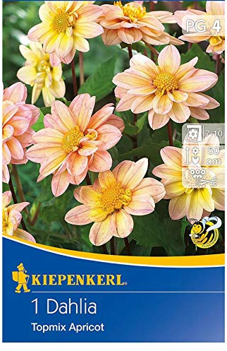 Dahlien Topmix Apricot, Babydahlie für Beeteinfassungen Kästen und Schalen, Nektarlieferant für Bienen, Hummeln und Schmetterlinge