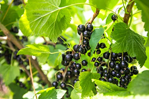 1st schwarze Johannisbeere Hochstamm im Topf Titania veredelt Ribes Höhe 70-100cm, intensiv aromatisch & vitaminreich – hoher Ertrag – winterhart
