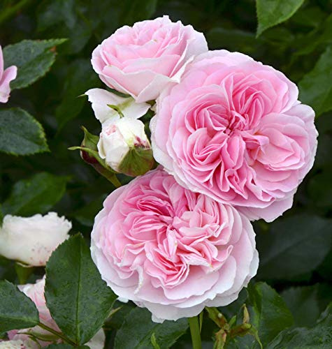 Strauchrose Larissa 30-60cm - lebende Gartenpflanze aus den Baumschulen